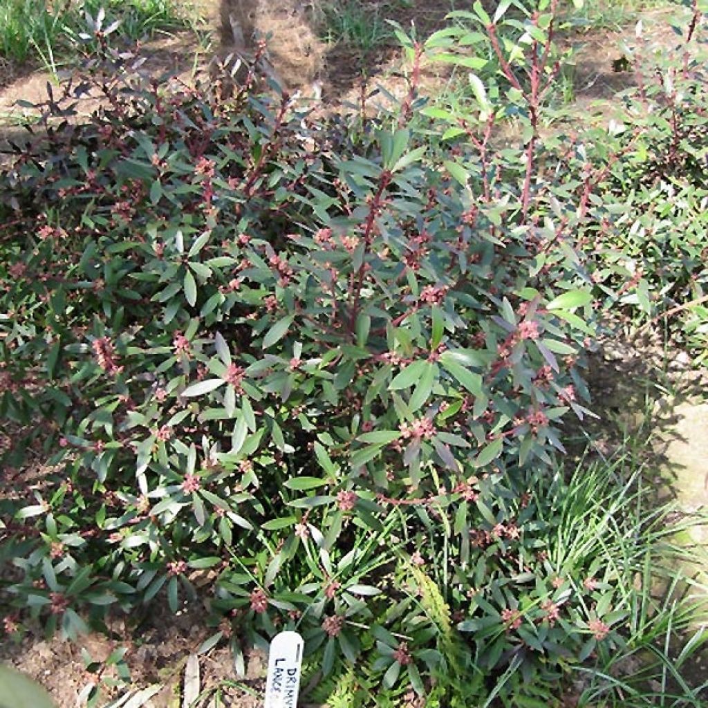 Drimys aromatica Red Spice