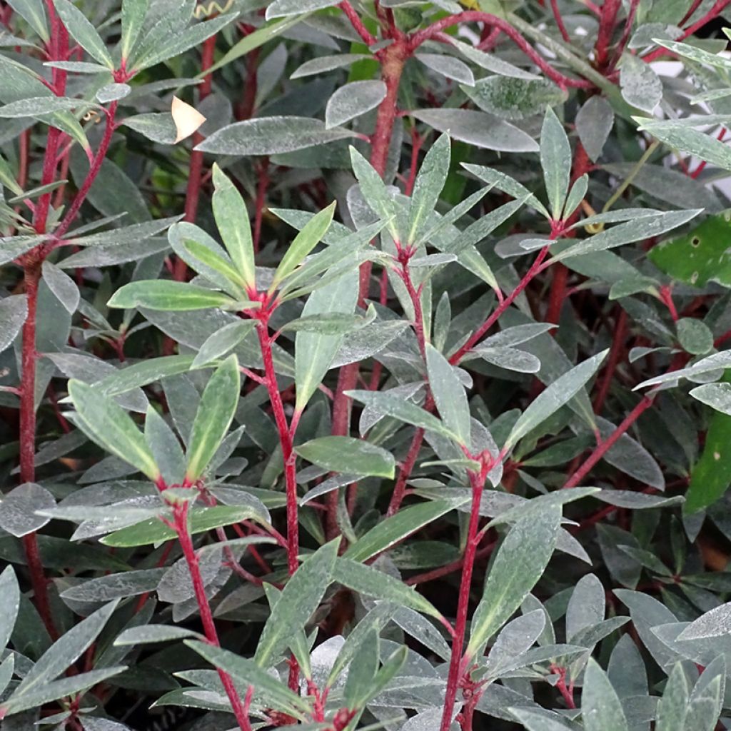 Drimys aromatica Red Spice