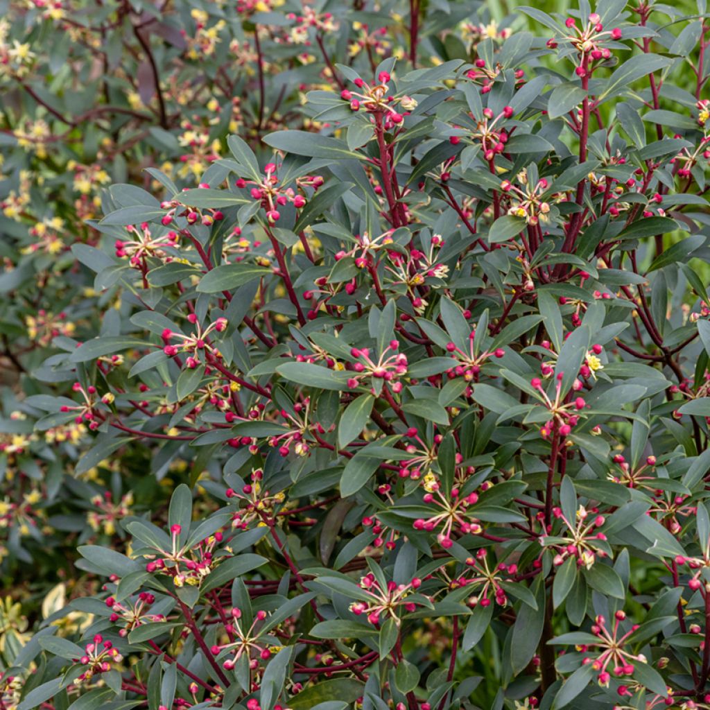 Drimys aromatica Red Spice