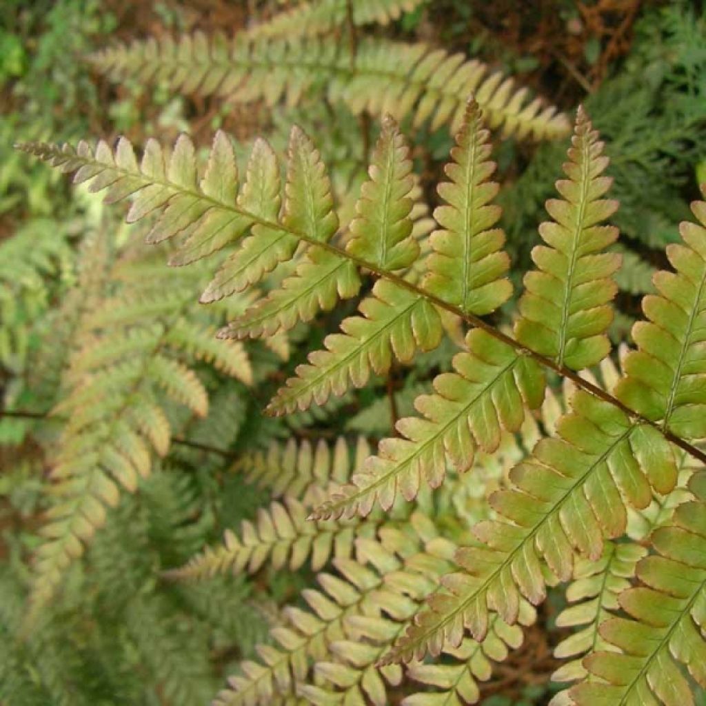 Dryopteris erythrosora