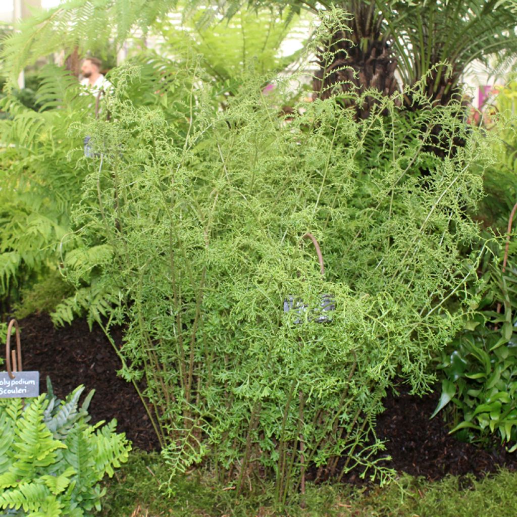 Dryopteris filix-mas Linearis Polydactyla - Felce maschio
