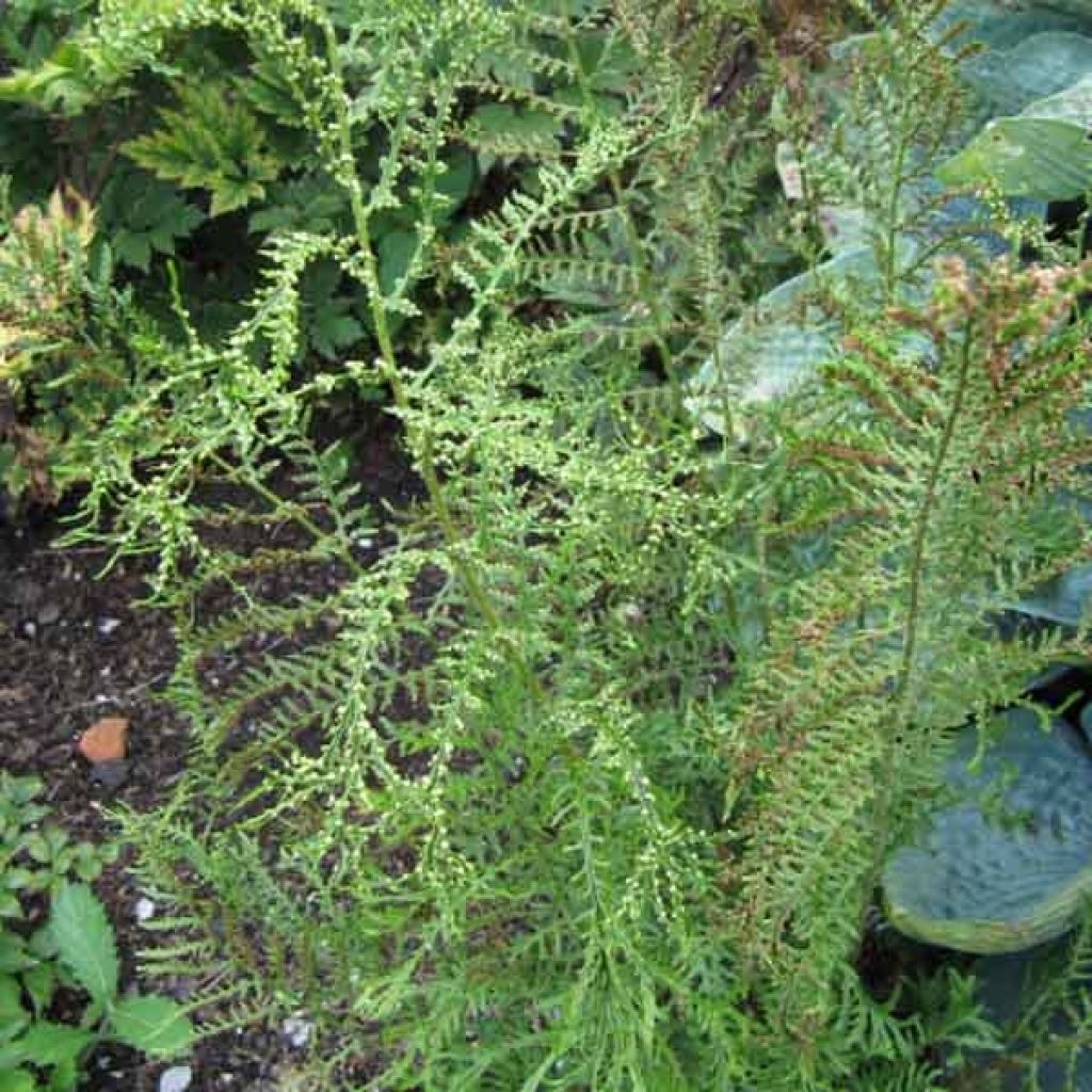 Dryopteris filix-mas Linearis Polydactyla - Felce maschio