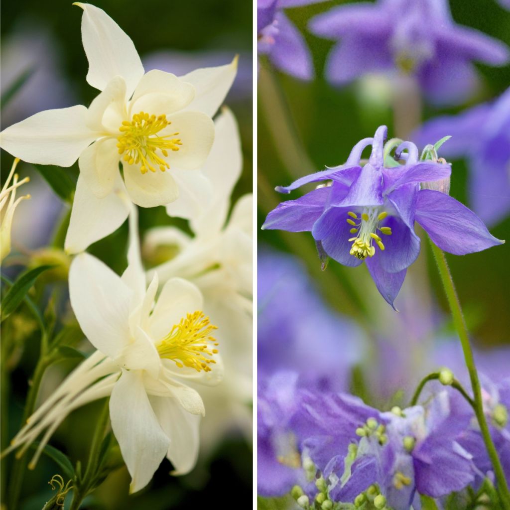 Duo di Aquilegie blu e bianco