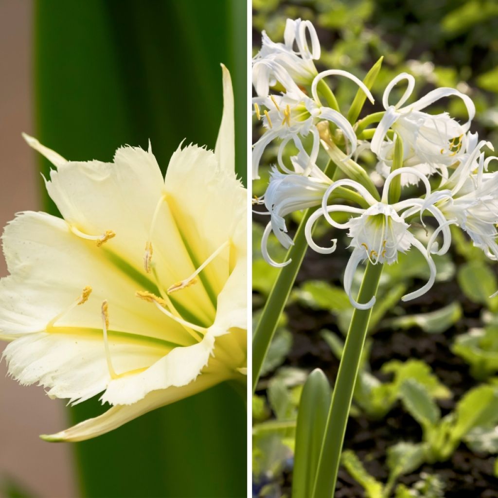 Duo di Ismene - Hymenocallis