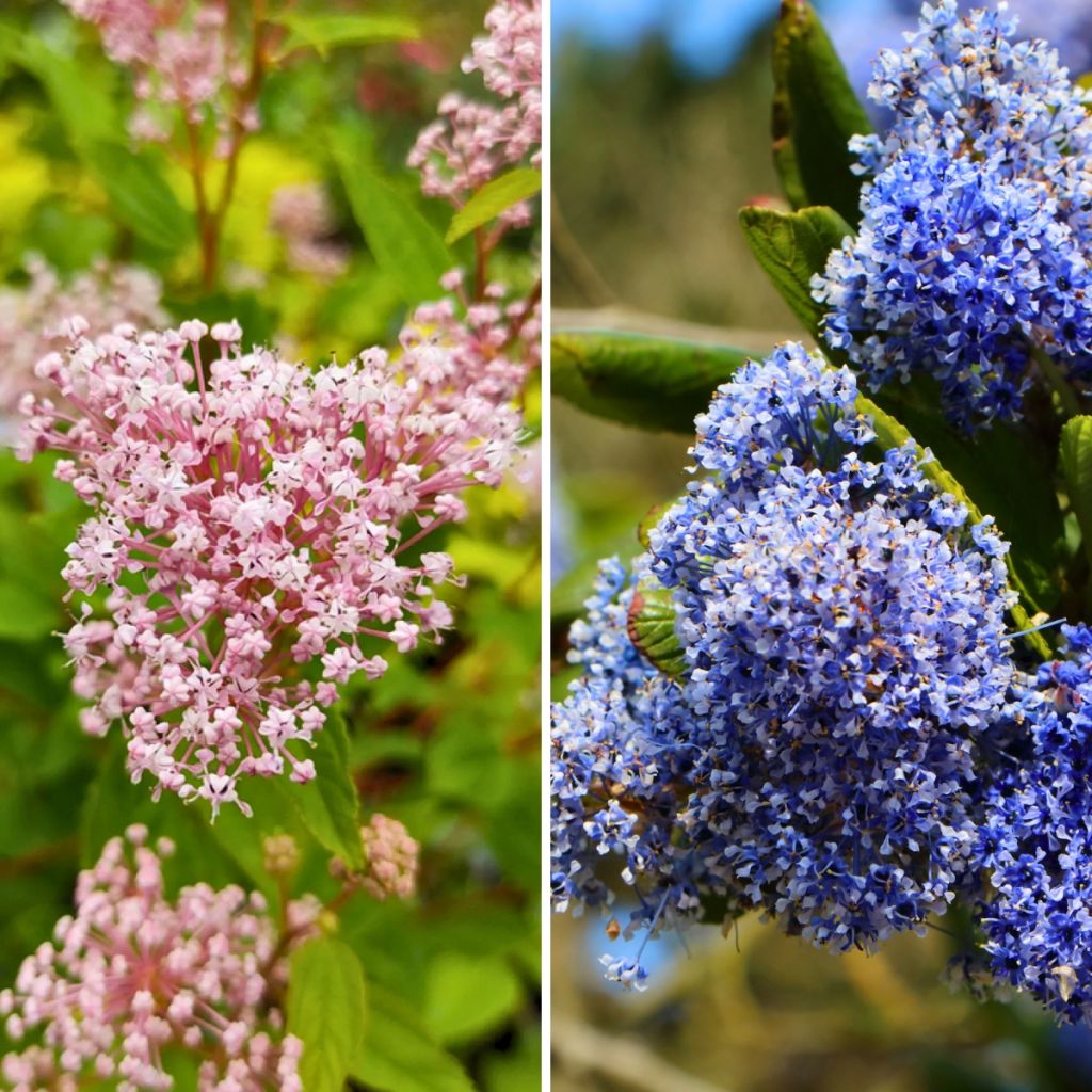 Duo di Ceanothus estivi rustici rosa e blu