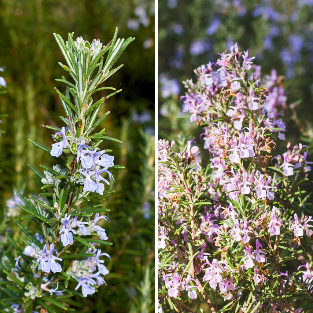 Duo Rosmarino blu e bianco