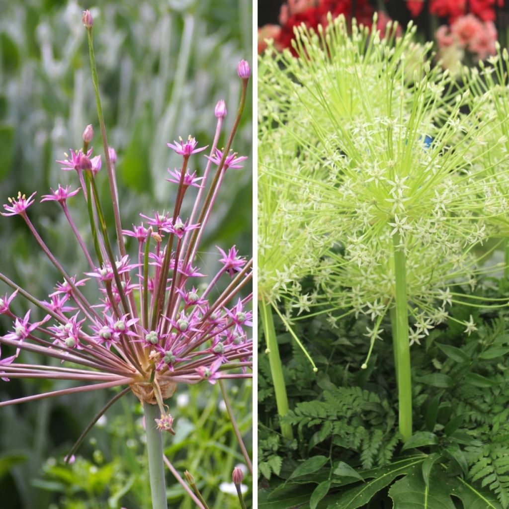 Duo Fuochi d'artificio - Alliums schubertii