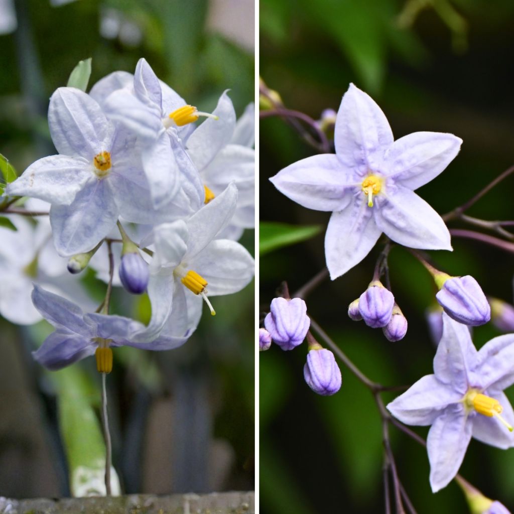 Duo Solanum ornamentali - falso gelsomino