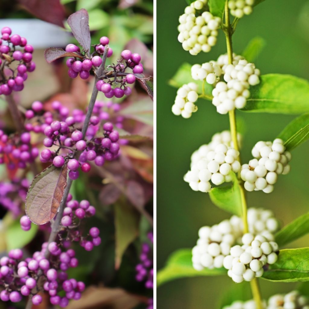 Duo Callicarpa - Arbusto con bacche decorative