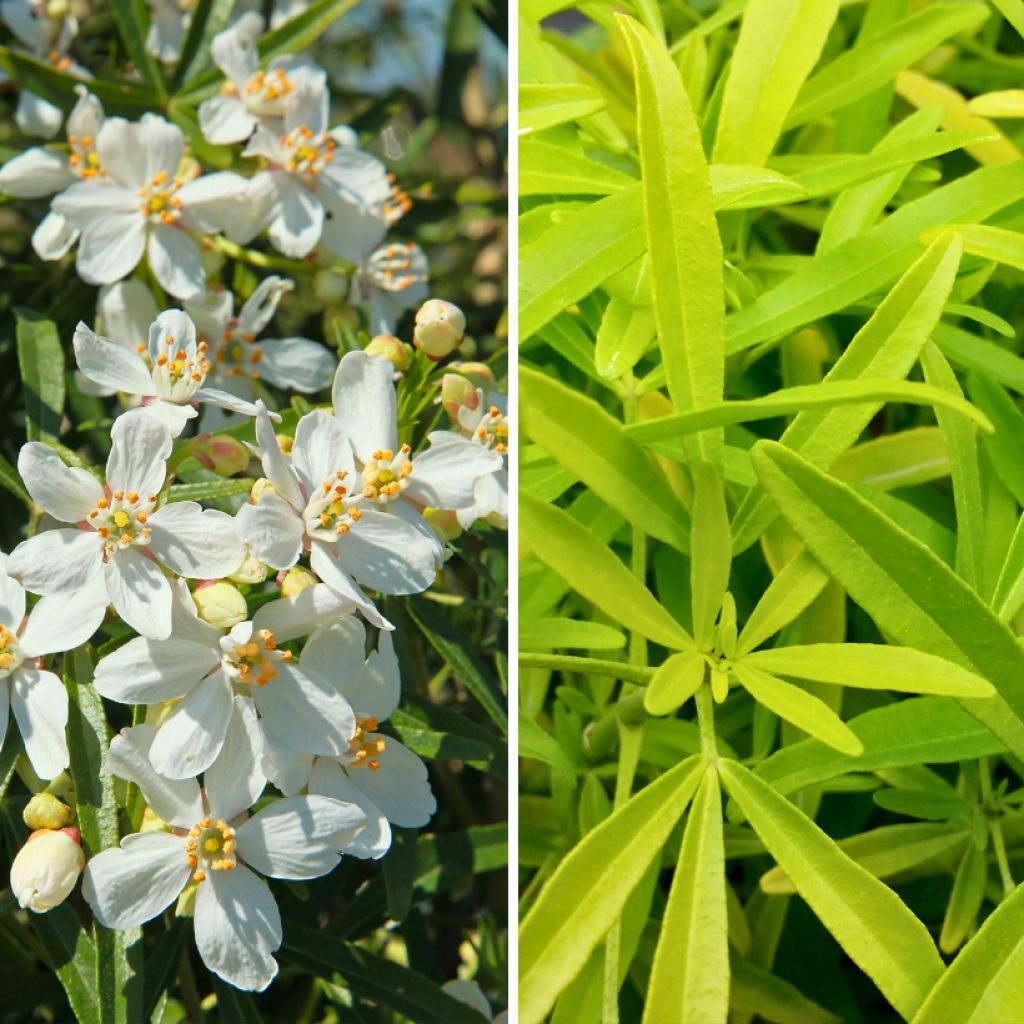Duo di piccoli Aranci del Messico per aiuole e vasi