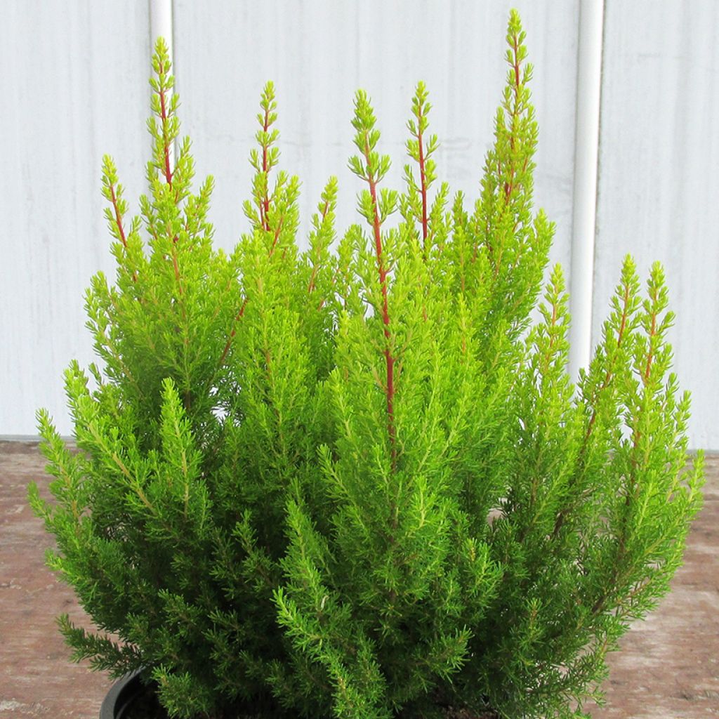 Erica arborea Estrella Gold