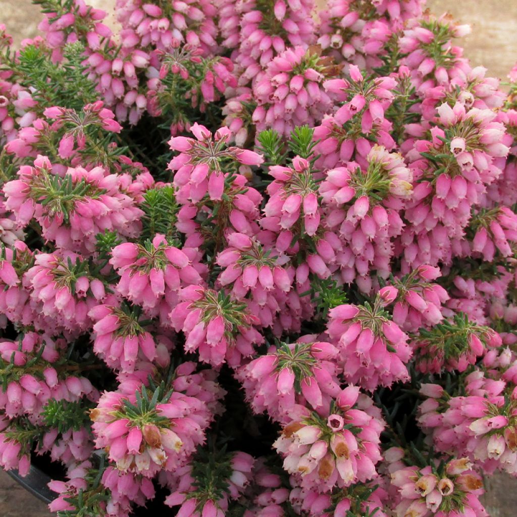 Erica williamsii Ken Wilson