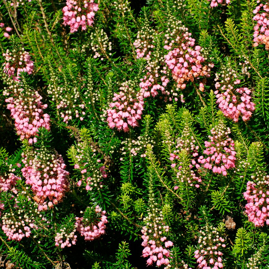 Erica vagans St Keverne