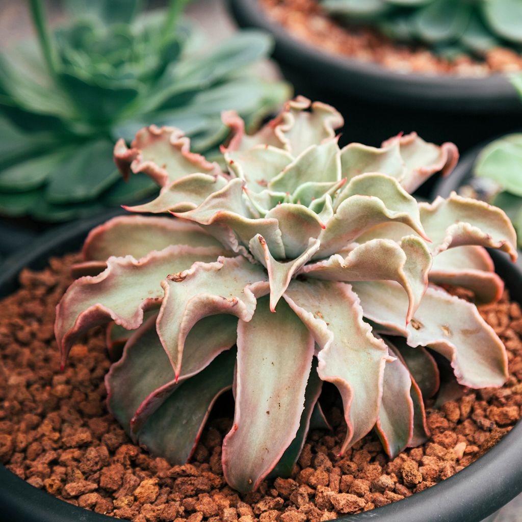 Echeveria Madiba