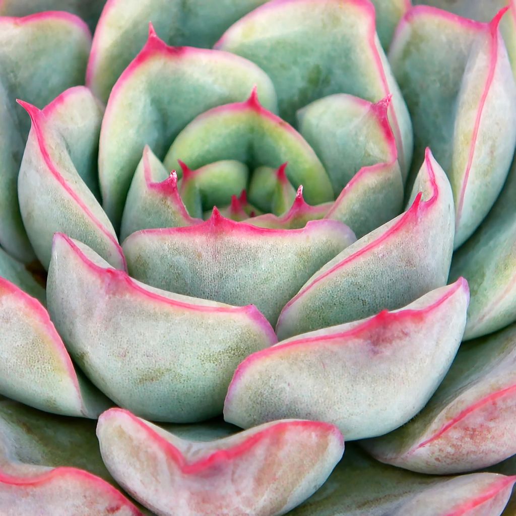 Echeveria Shira
