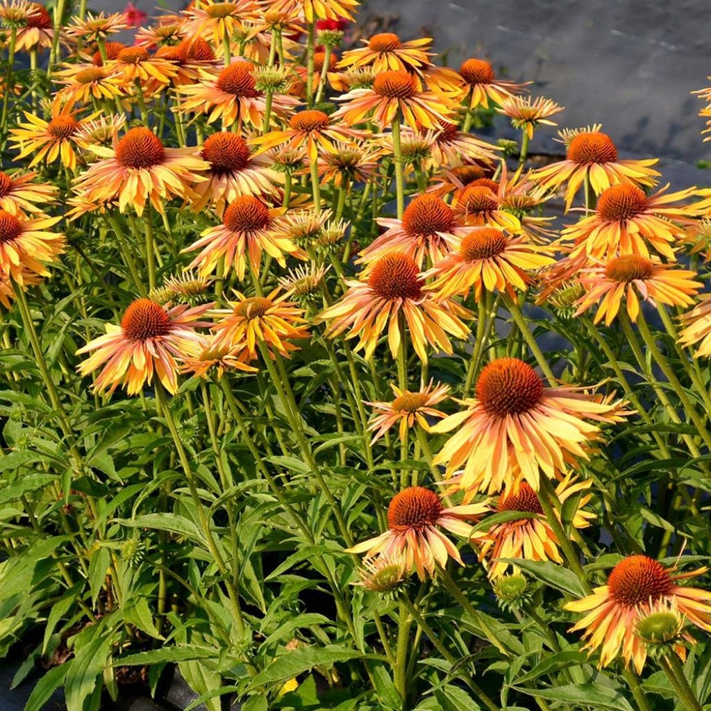 Echinacea Big Kahuna