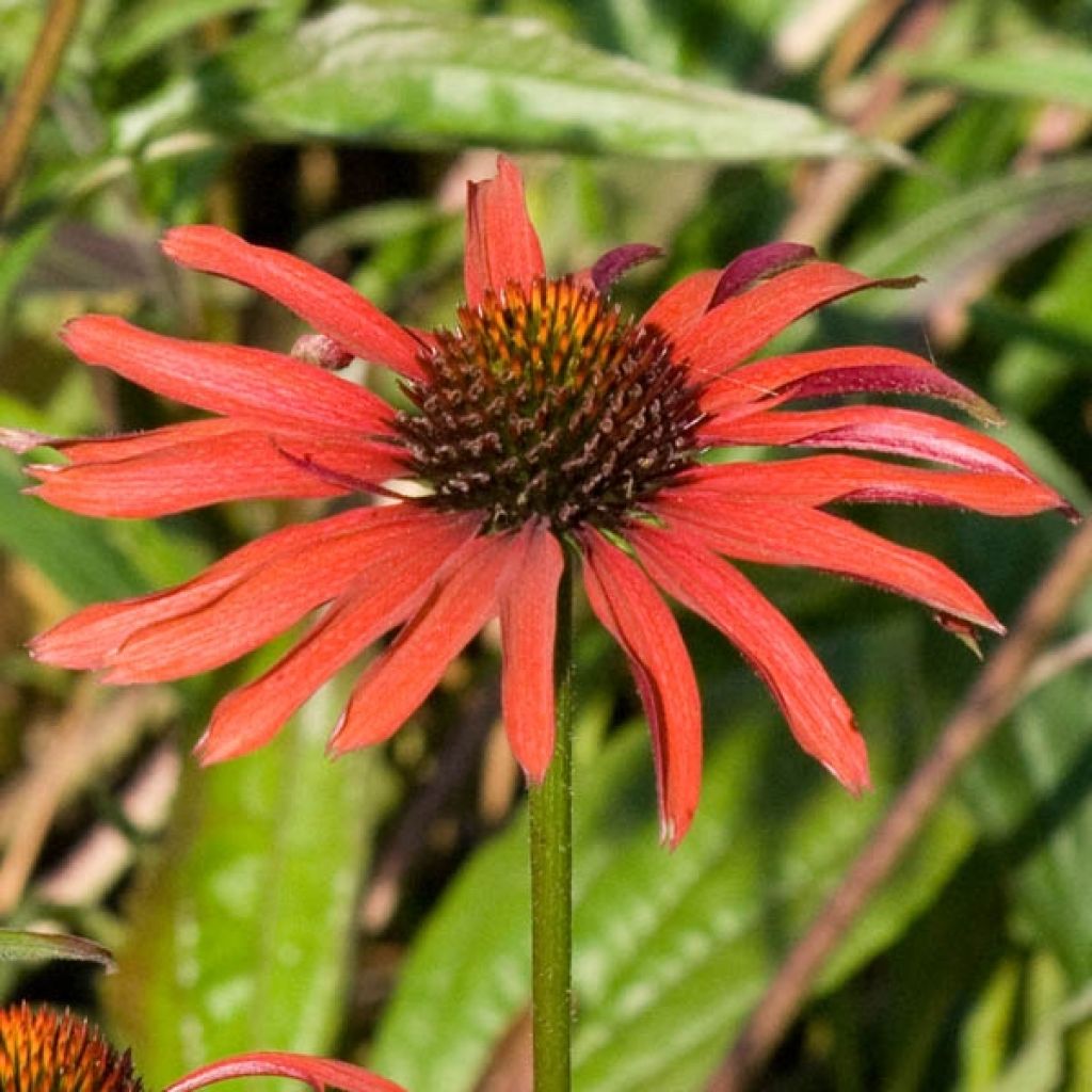 Echinacea purpurea Hot Summer