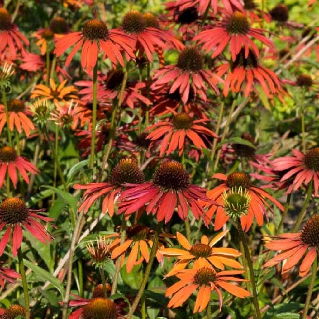 Echinacea purpurea Hot Summer