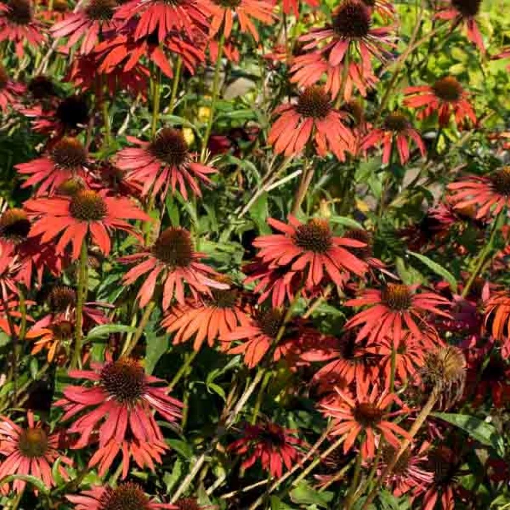 Echinacea purpurea Hot Summer