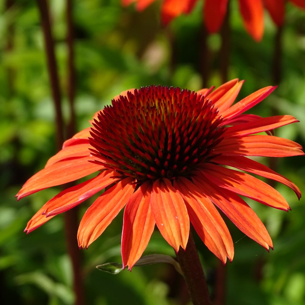 Echinacea purpurea Hot Summer