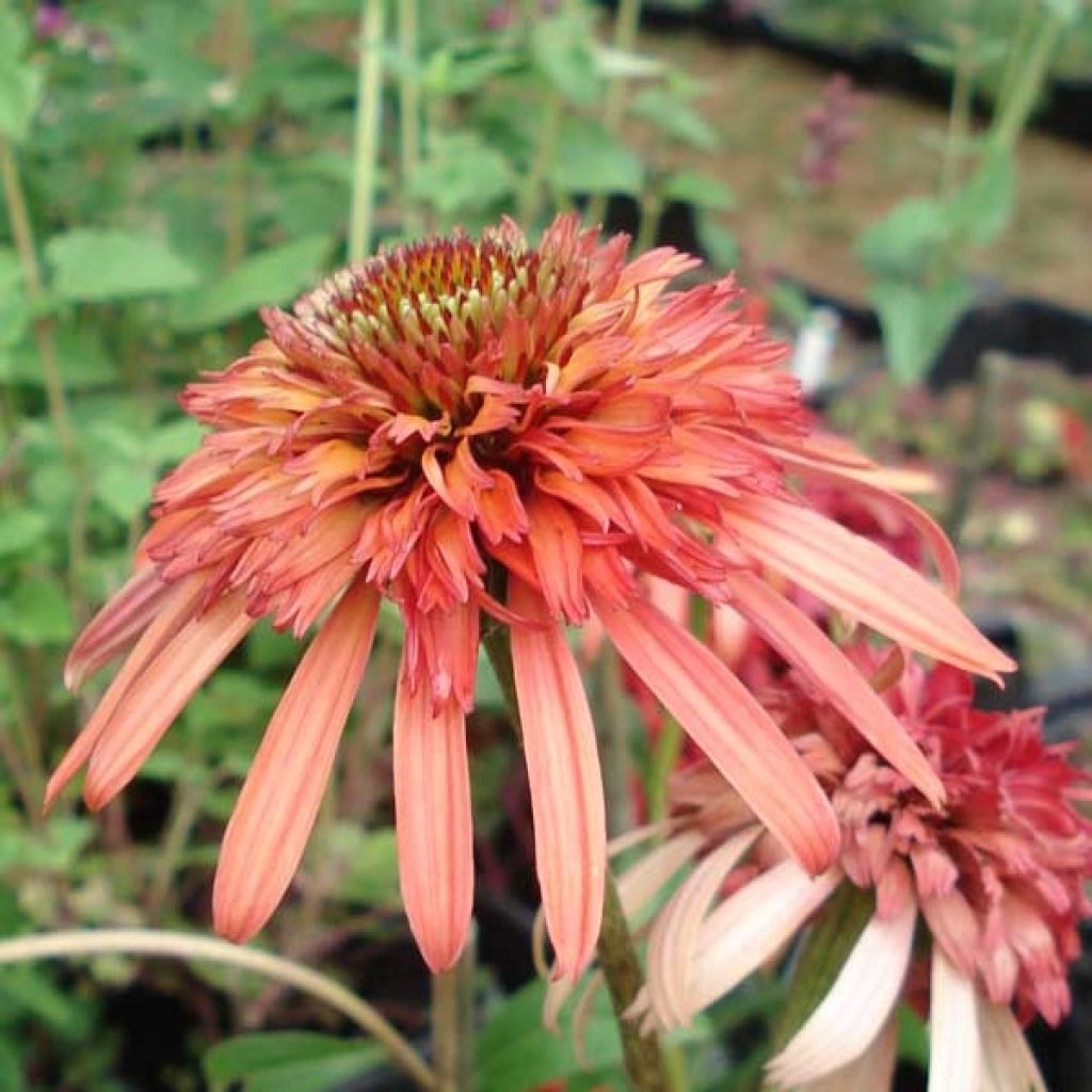 Echinacea purpurea Irresistible