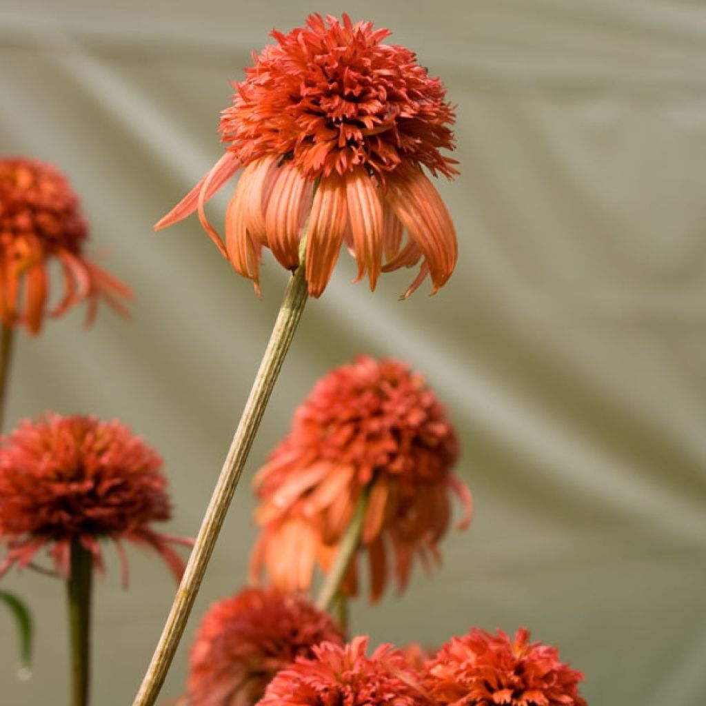 Echinacea purpurea Irresistible