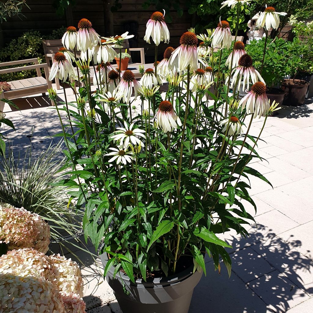 Echinacea JS Engeltje Pretty Parasols
