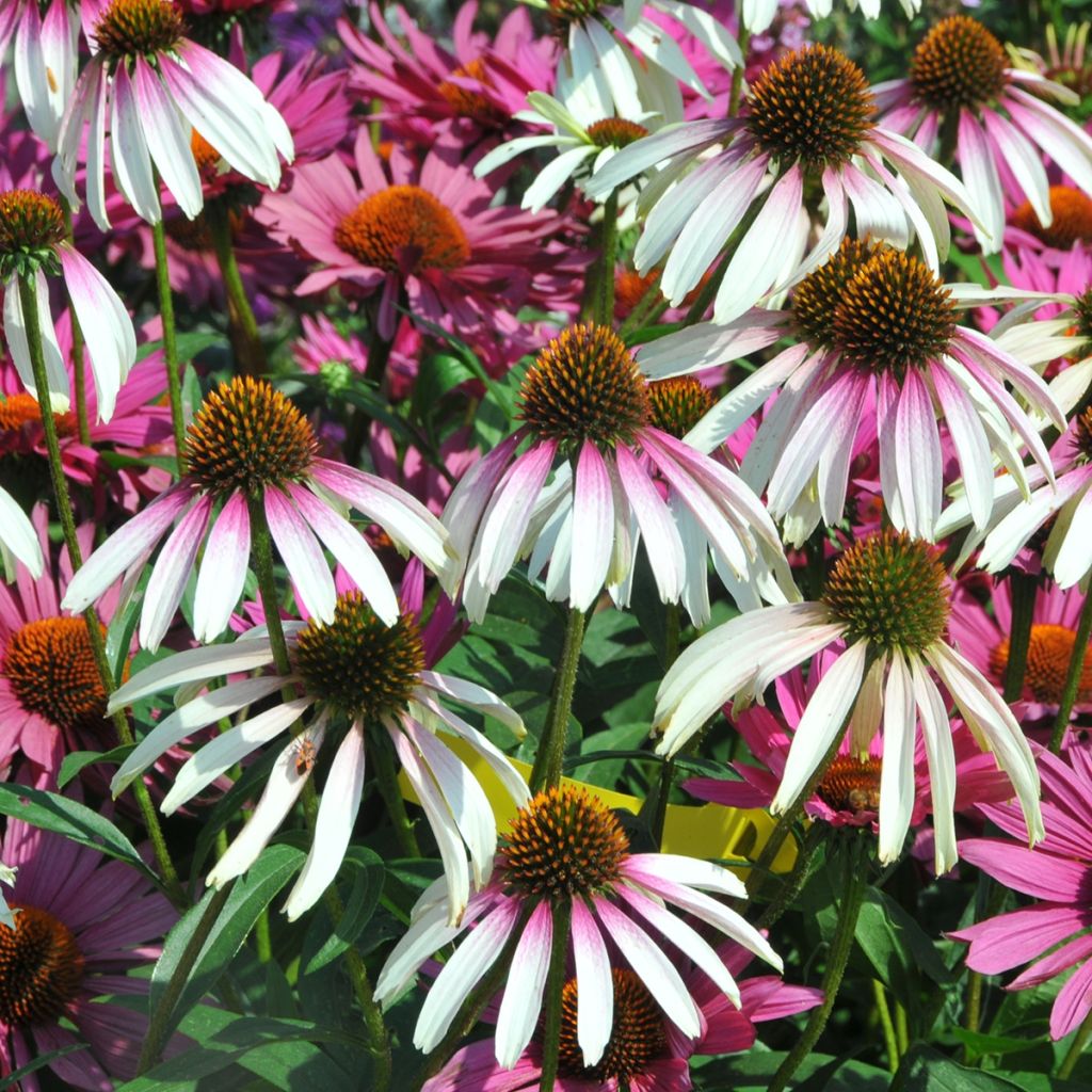 Echinacea JS Engeltje Pretty Parasols