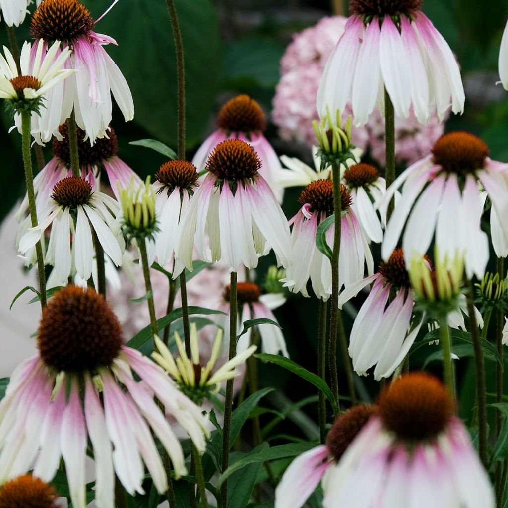 Echinacea JS Engeltje Pretty Parasols