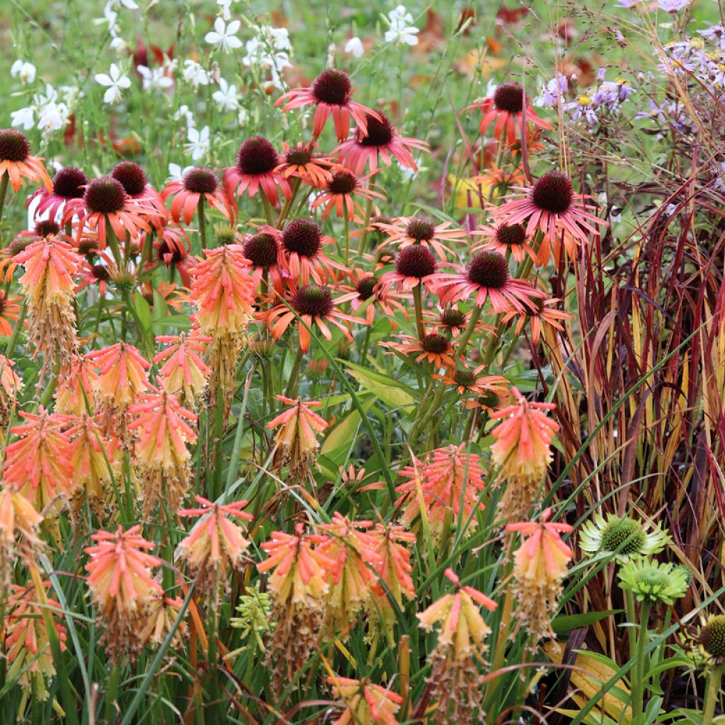 Echinacea Butterfly Orange Skipper