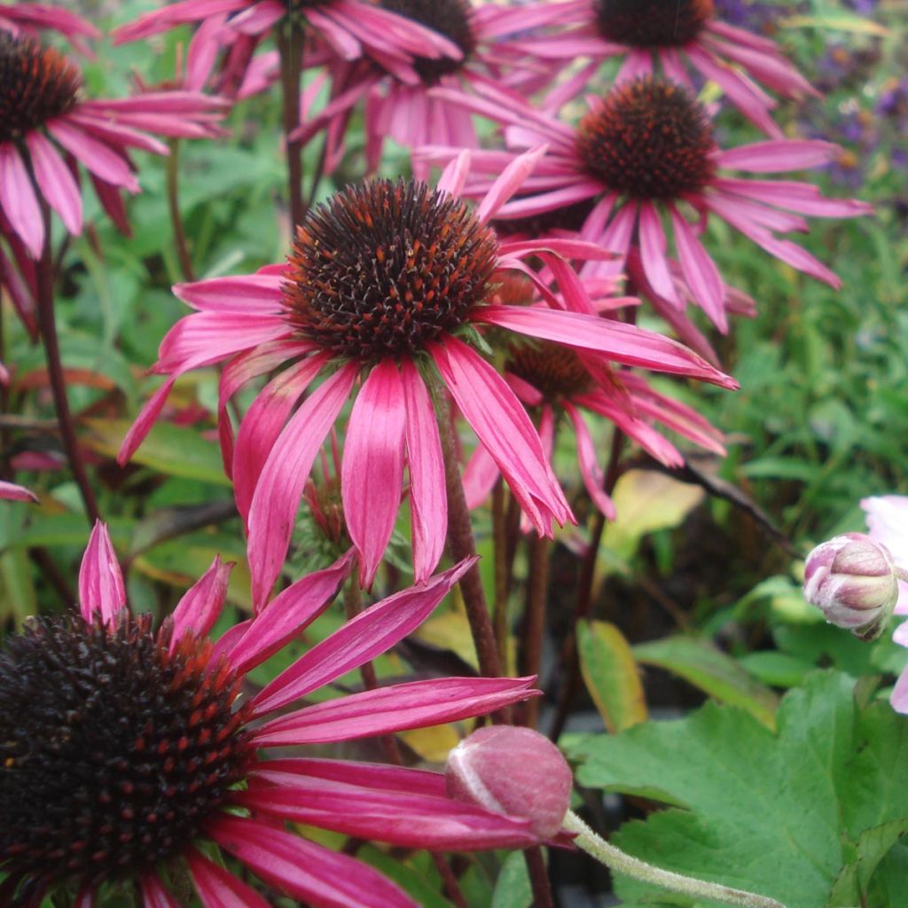 Echinacea purpurea Pica Bella