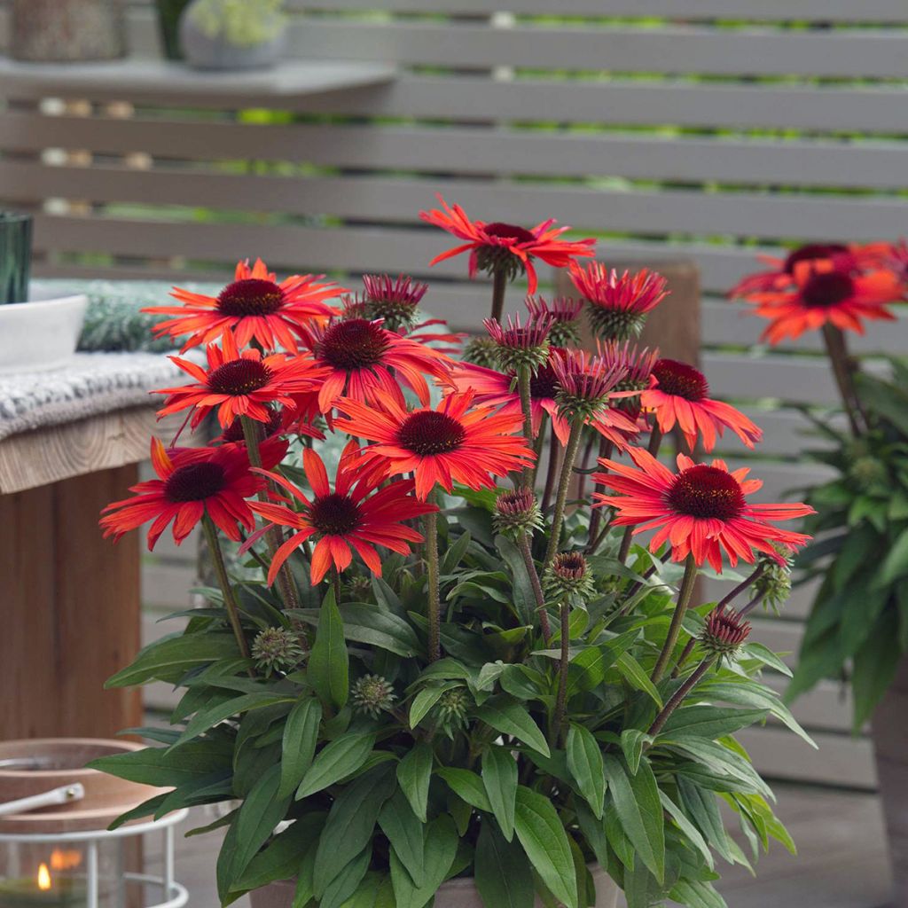 Echinacea purpurea Sun Magic Vintage Orange