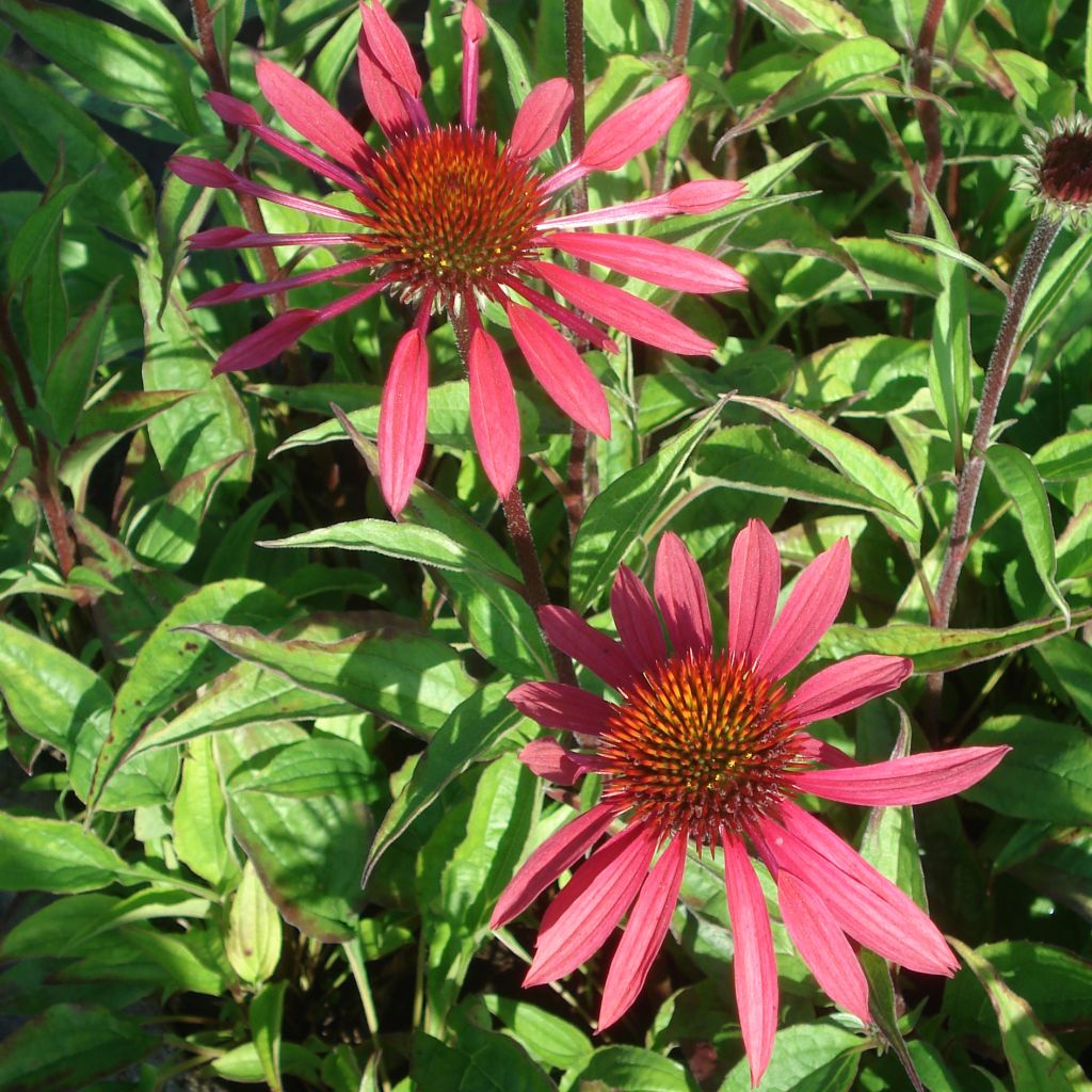 Echinacea Sunset - Rudbeckia hybride