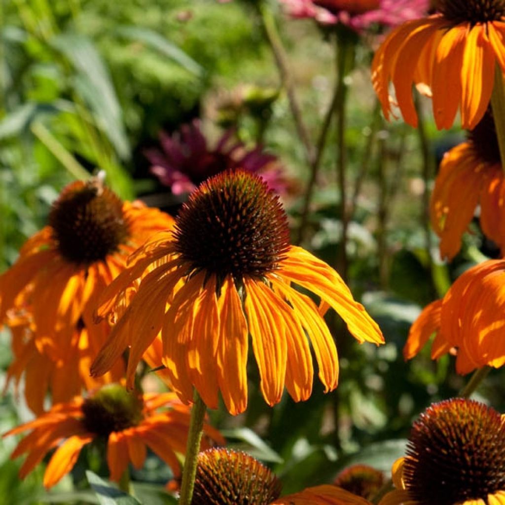Echinacea purpurea Tangerine Dream