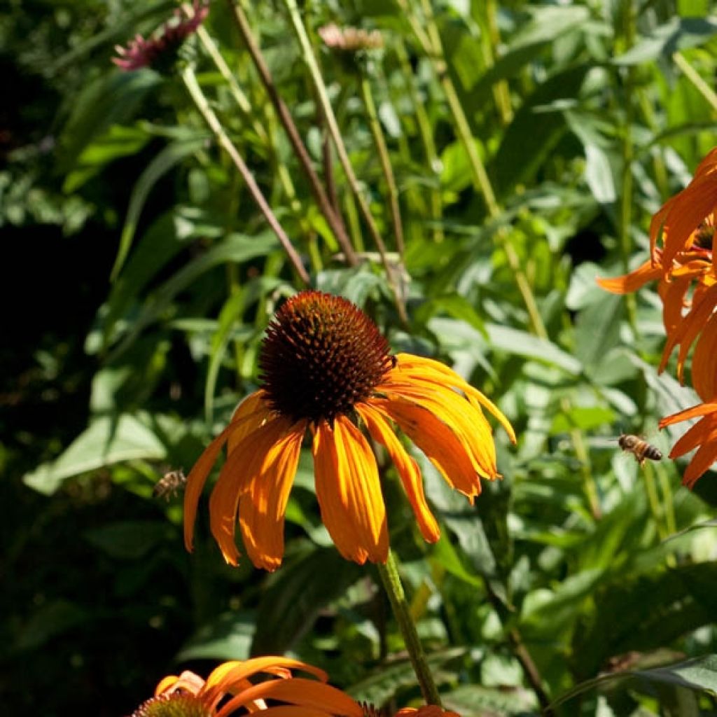 Echinacea purpurea Tangerine Dream