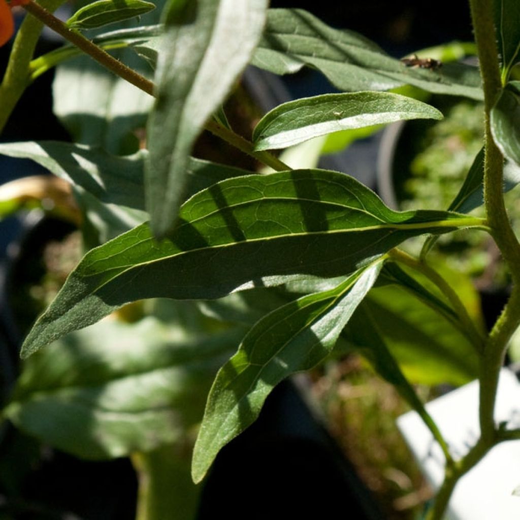 Echinacea purpurea Tangerine Dream