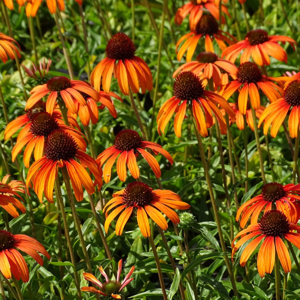 Echinacea purpurea Tangerine Dream
