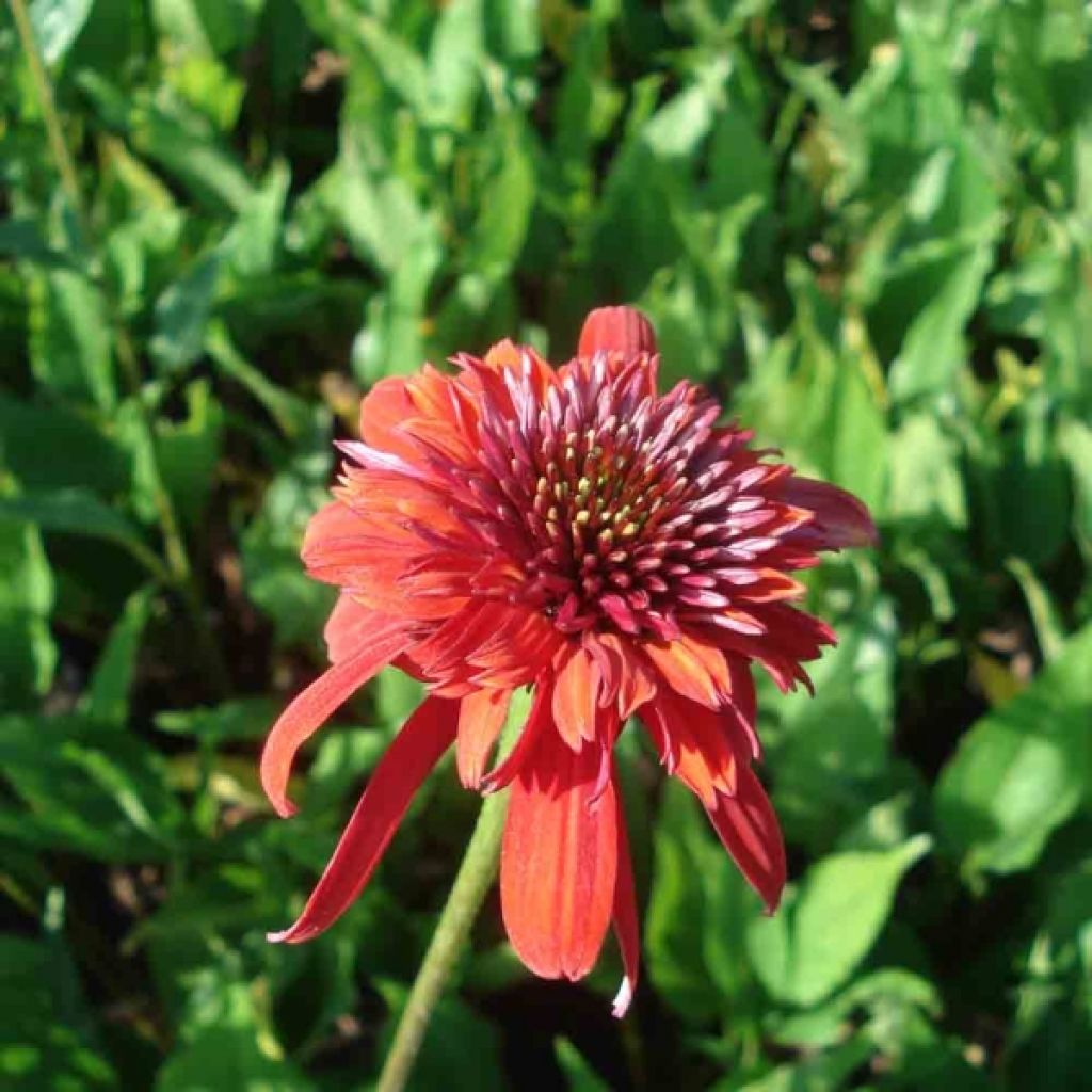 Echinacea purpurea Eccentric