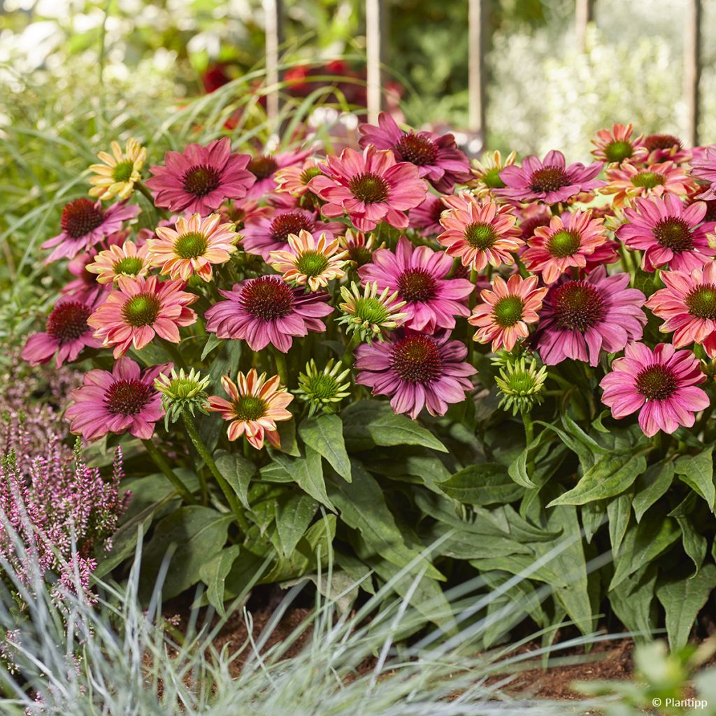 Echinacea Evolution Colorific