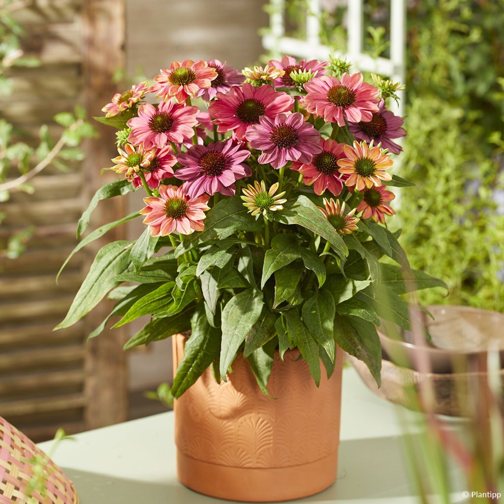 Echinacea Evolution Colorific