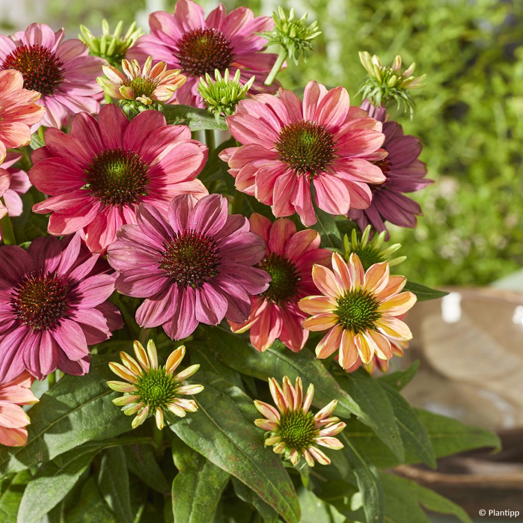 Echinacea Evolution Colorific