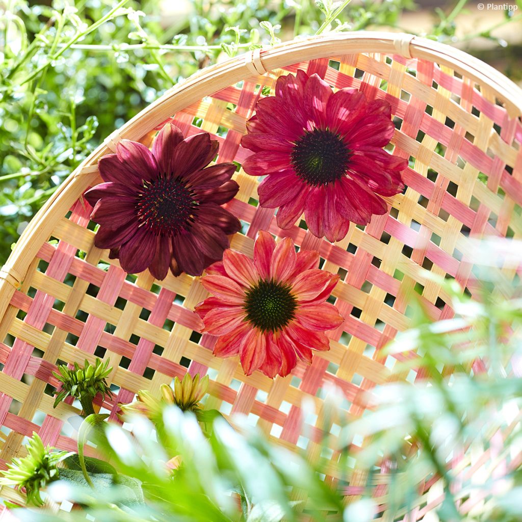 Echinacea Evolution Colorific