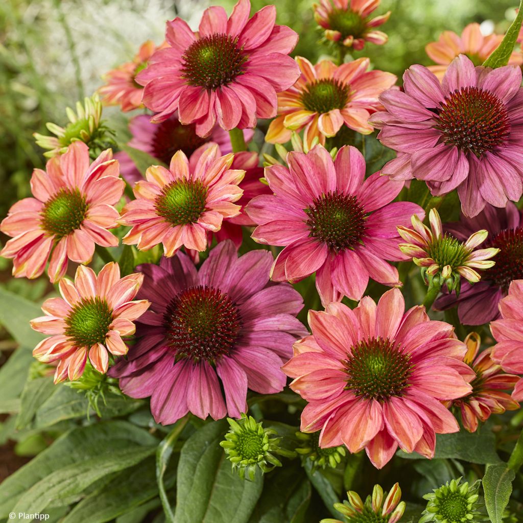 Echinacea Evolution Colorific