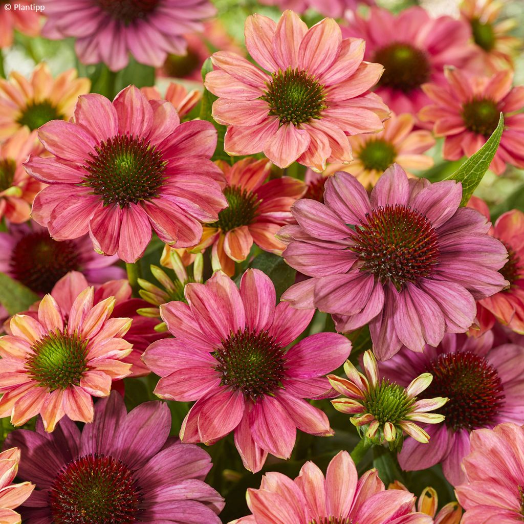 Echinacea Evolution Colorific