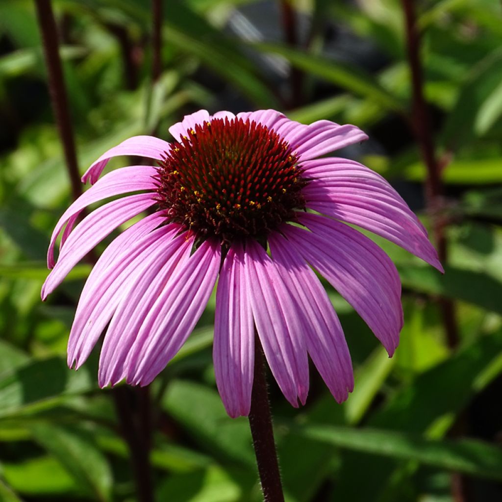 Echinacea purpurea Augustkönigin