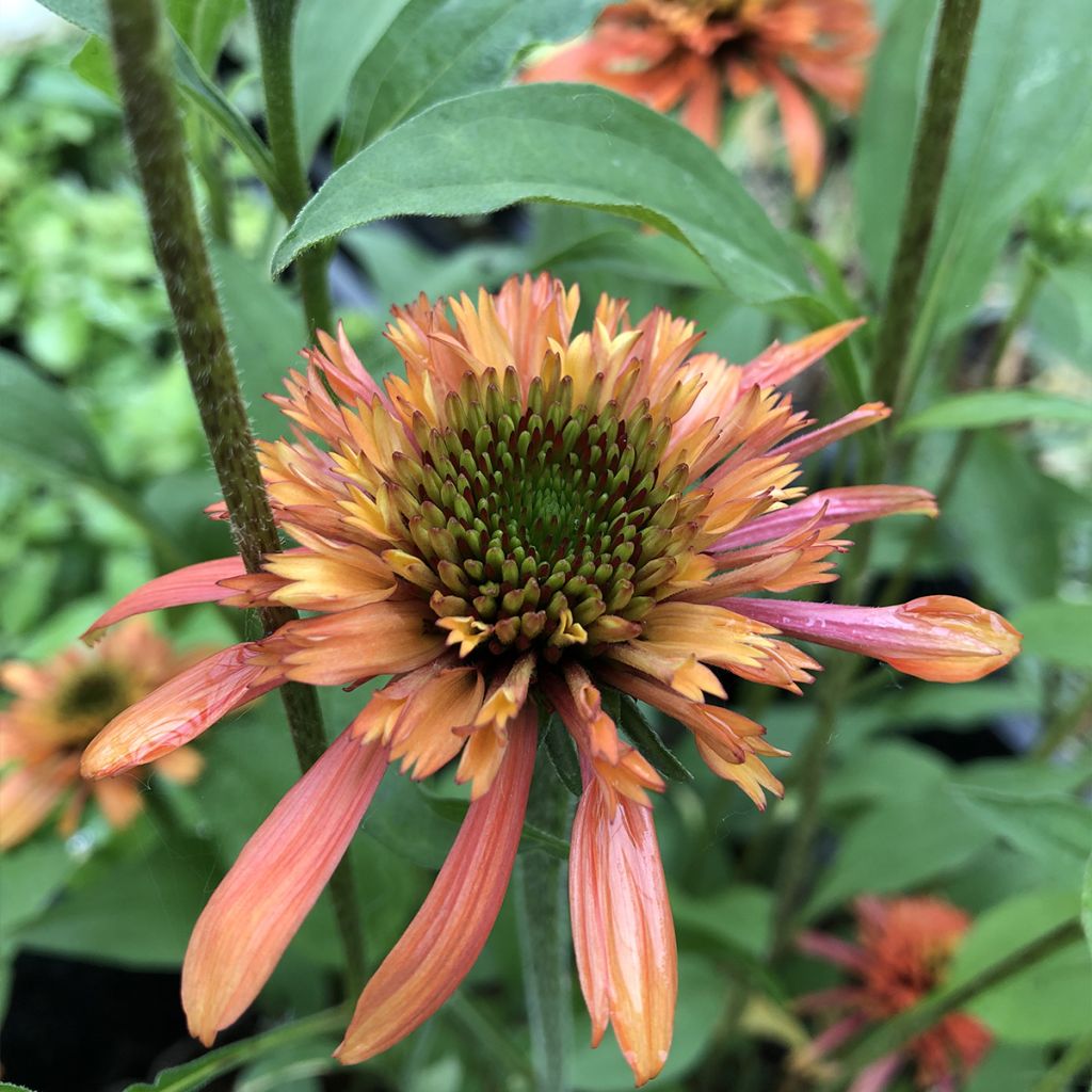 Echinacea purpurea Irresistible