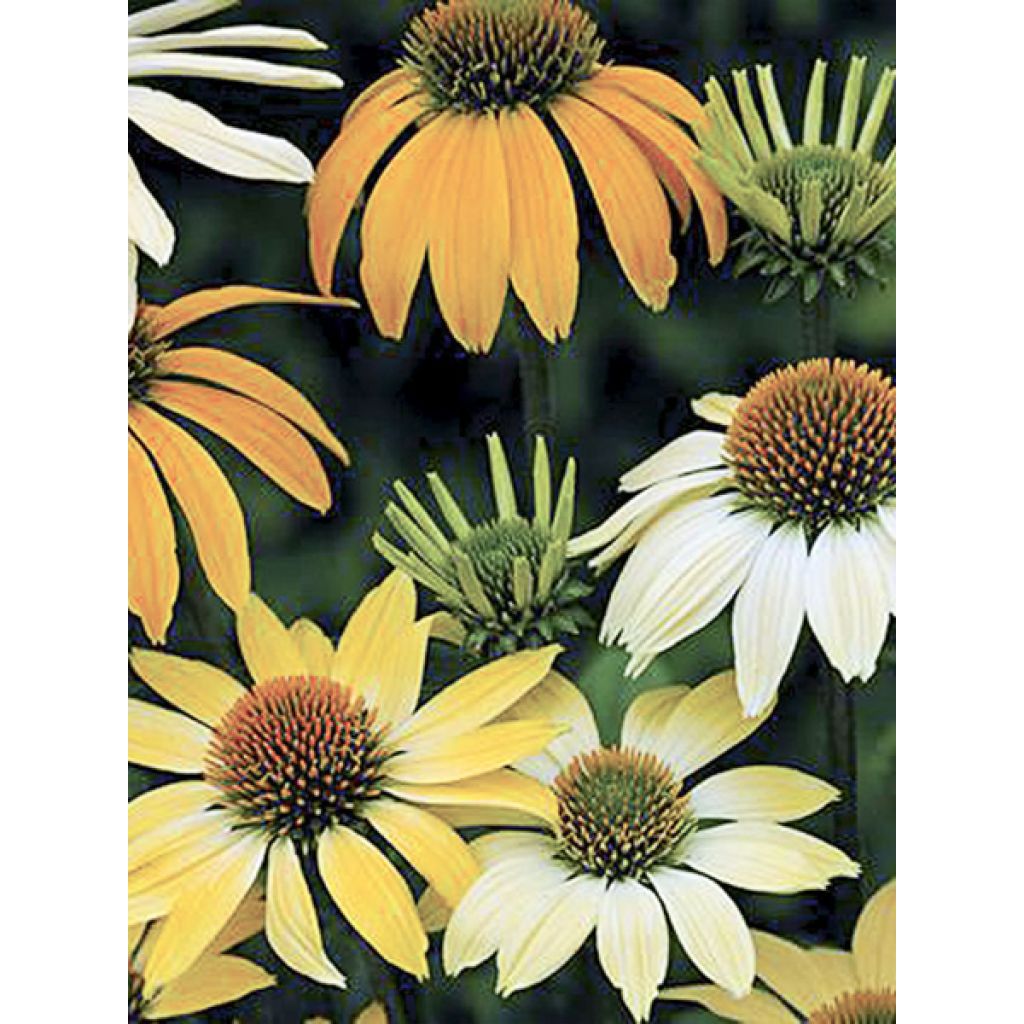 Echinacea purpurea Mellow Yellows - Echinacée