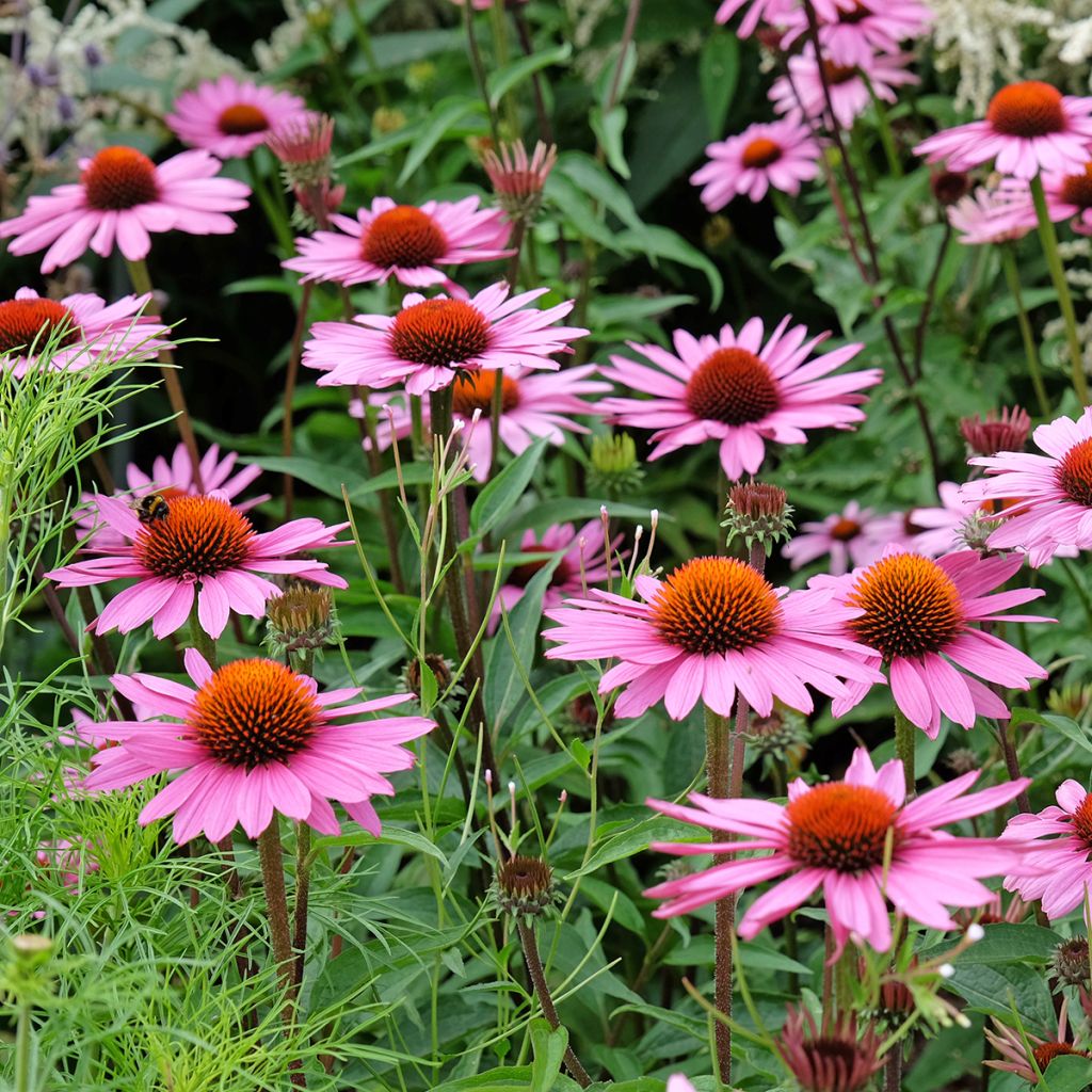 Echinacea purpurea BIO (semi)