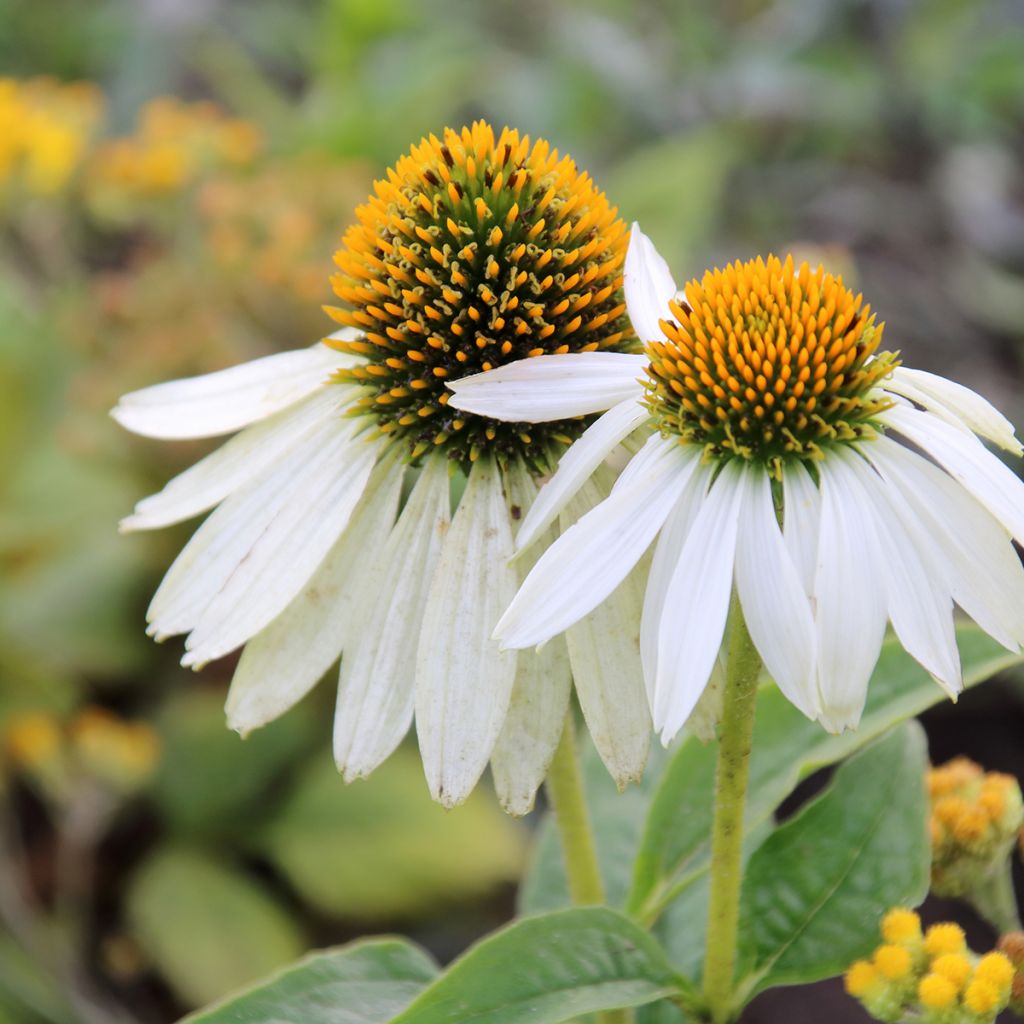 Echinacea purpurea White Swan BIO (semi)