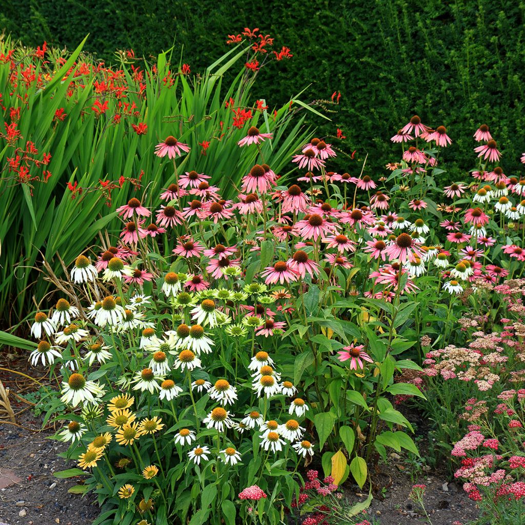 Echinacea purpurea White Swan BIO (semi)